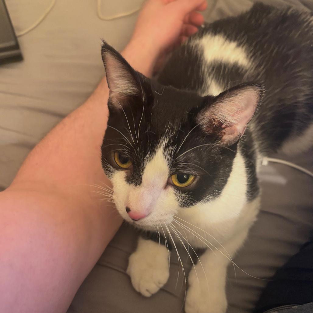 Enlarge Slinky (16646), a Adoptable Domestic Short Hair in Washington, DC image 2/6