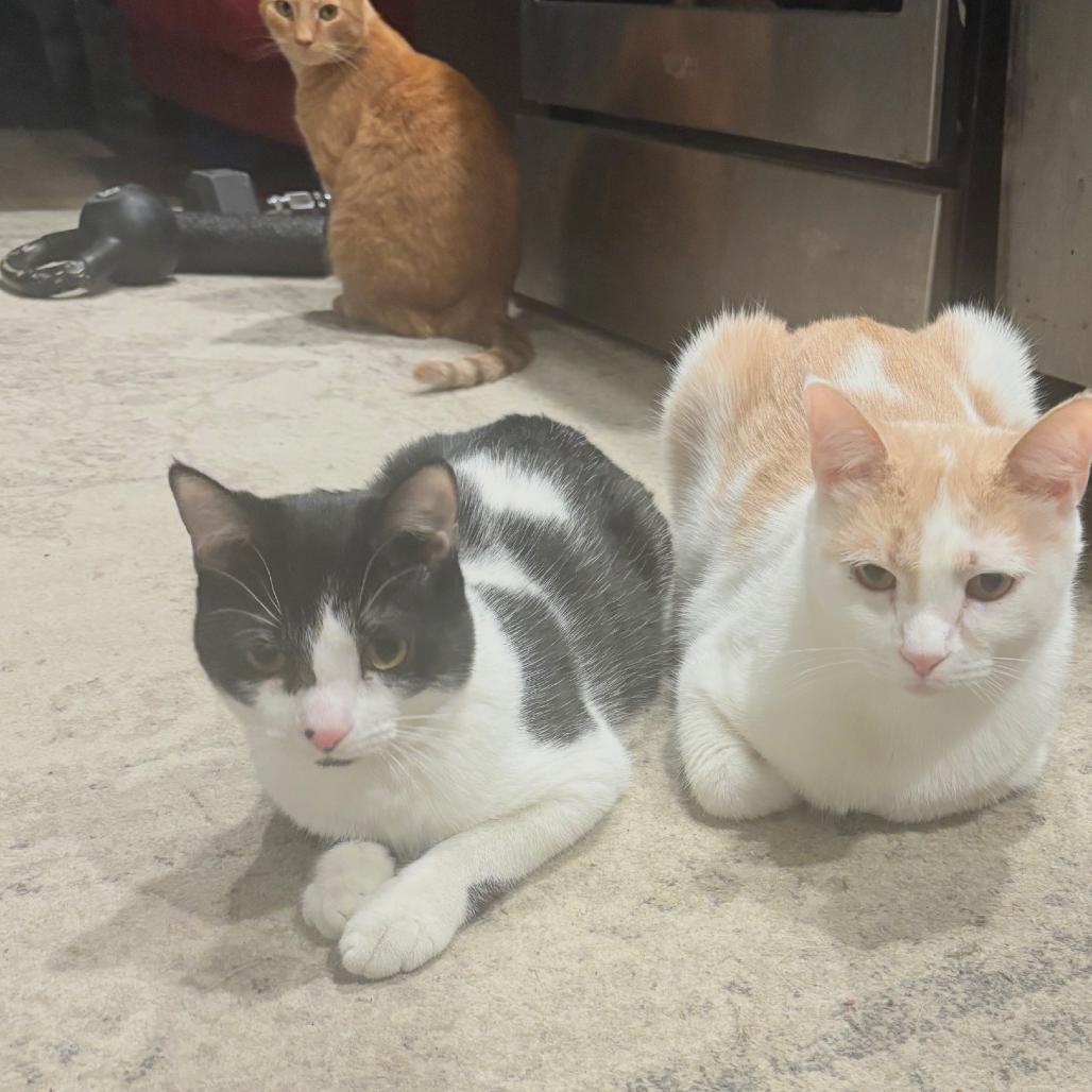 Enlarge Slinky (16646), a Adoptable Domestic Short Hair in Washington, DC image 3/6