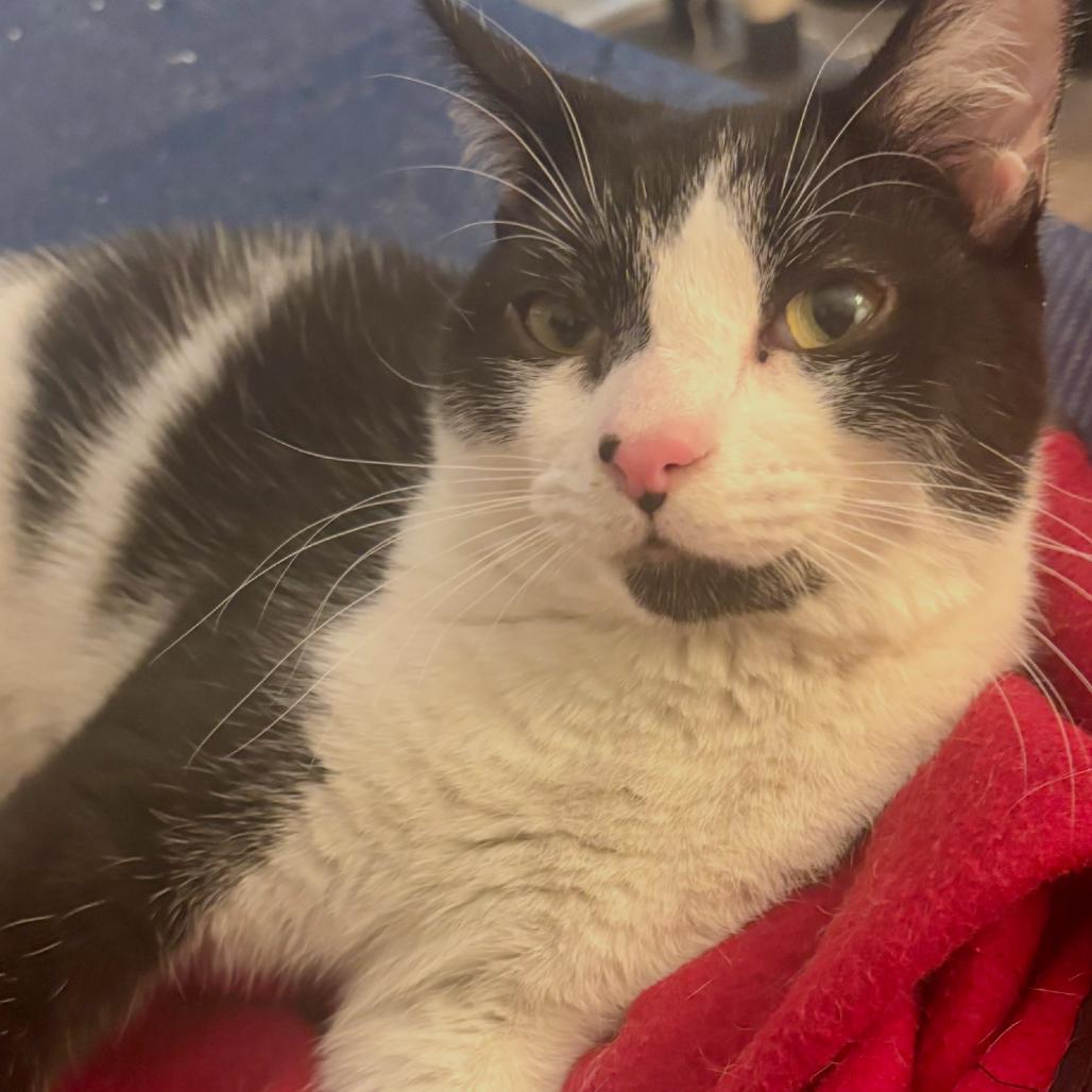 Enlarge Slinky (16646), a Adoptable Domestic Short Hair in Washington, DC image 4/6