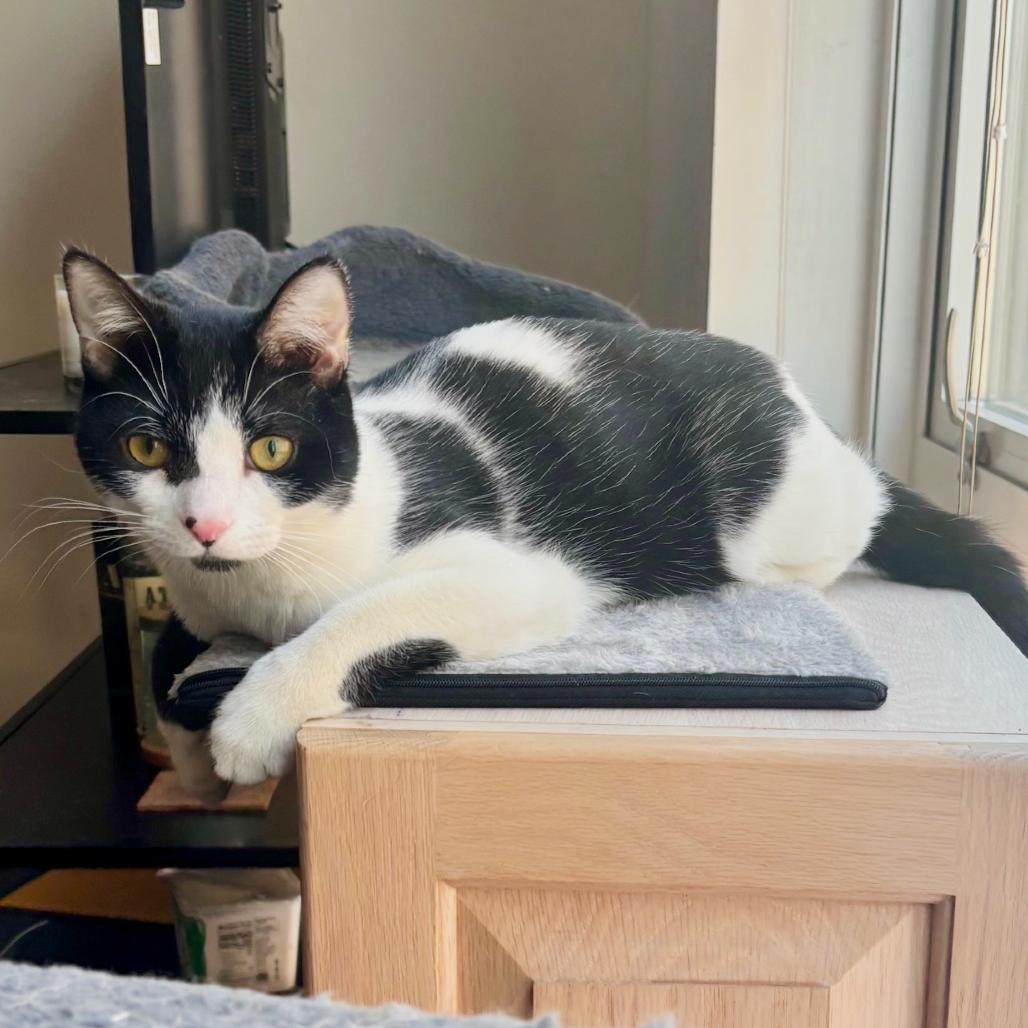 Enlarge Slinky (16646), a Adoptable Domestic Short Hair in Washington, DC image 5/6