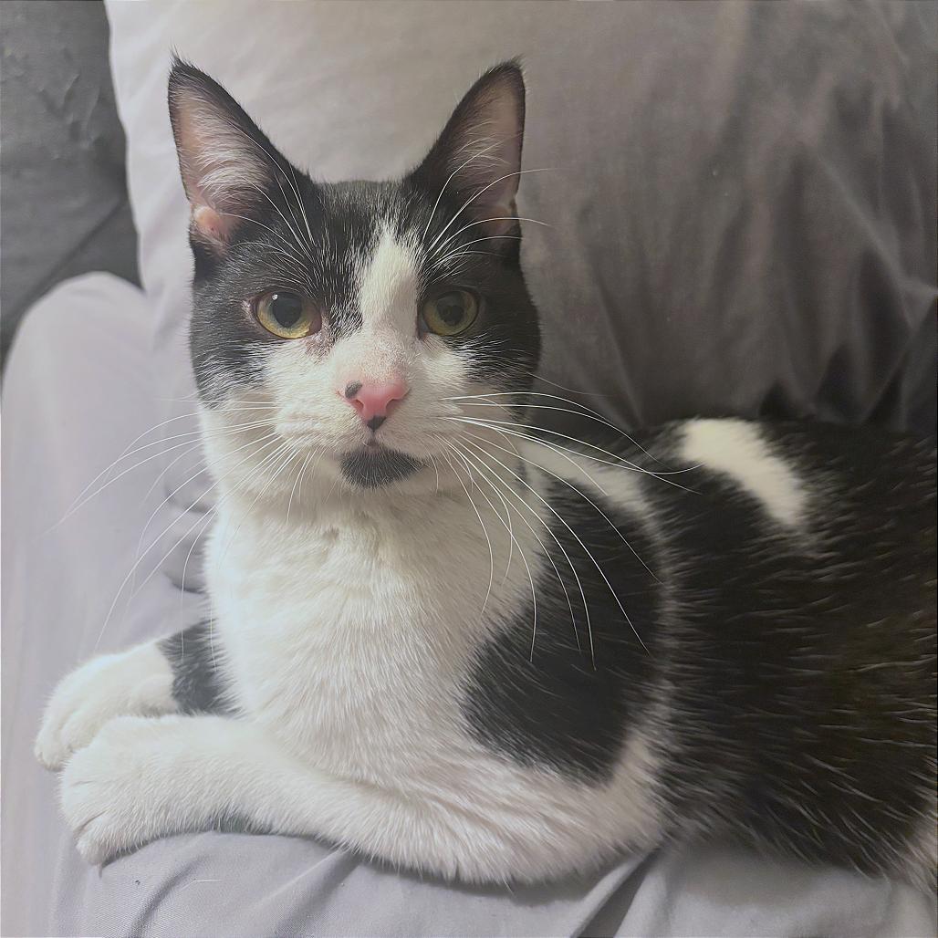 Enlarge Slinky (16646), a Adoptable Domestic Short Hair in Washington, DC image 6/6