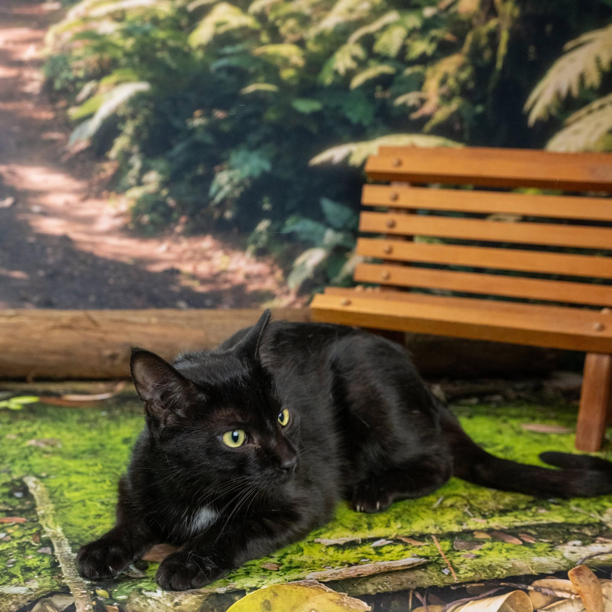 Panther, ADOPTABLE, Adult Male Domestic Short Hair.