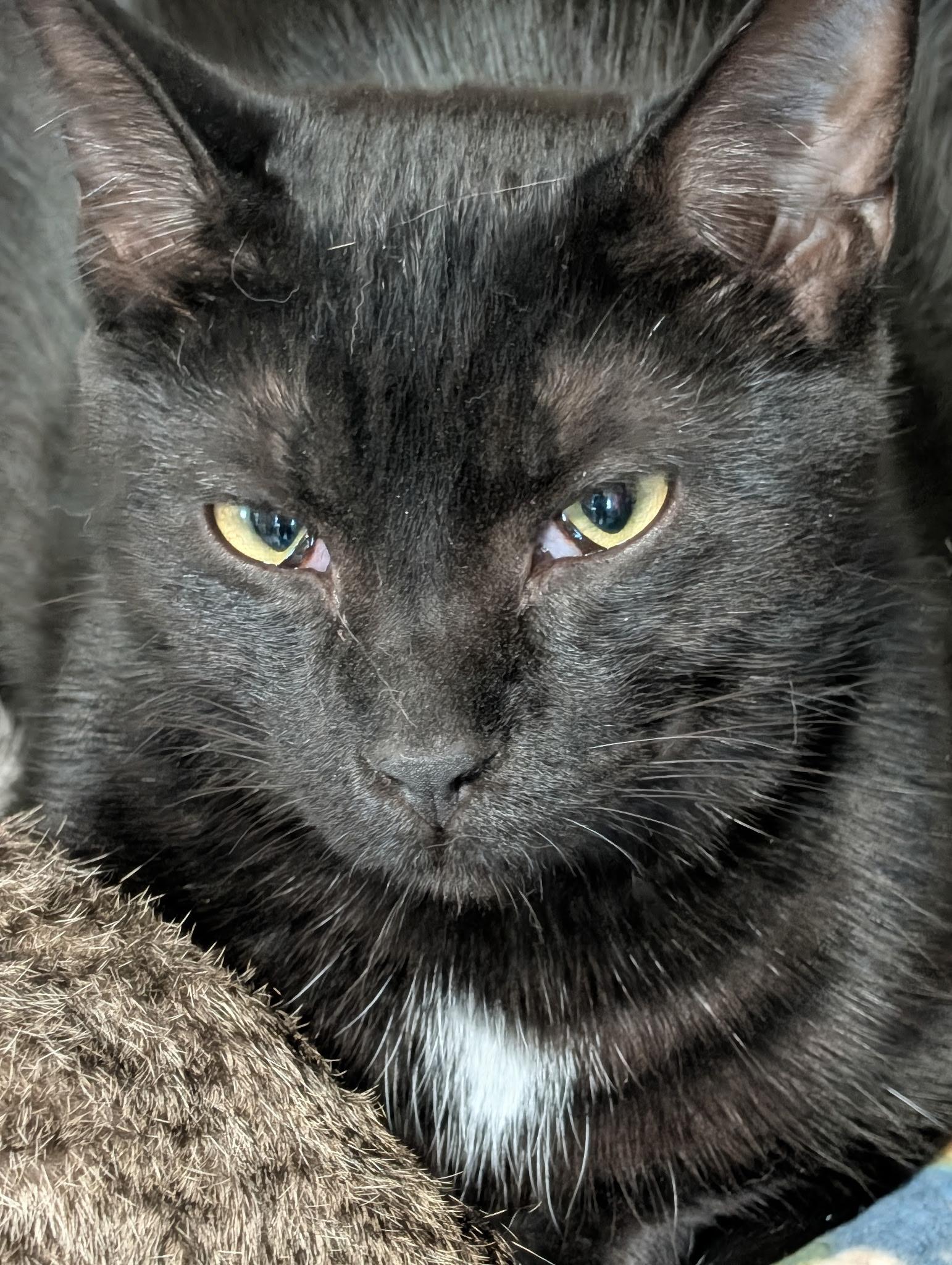 Panther, a ADOPTABLE Domestic Short Hair in Lapeer, MI image 2/4