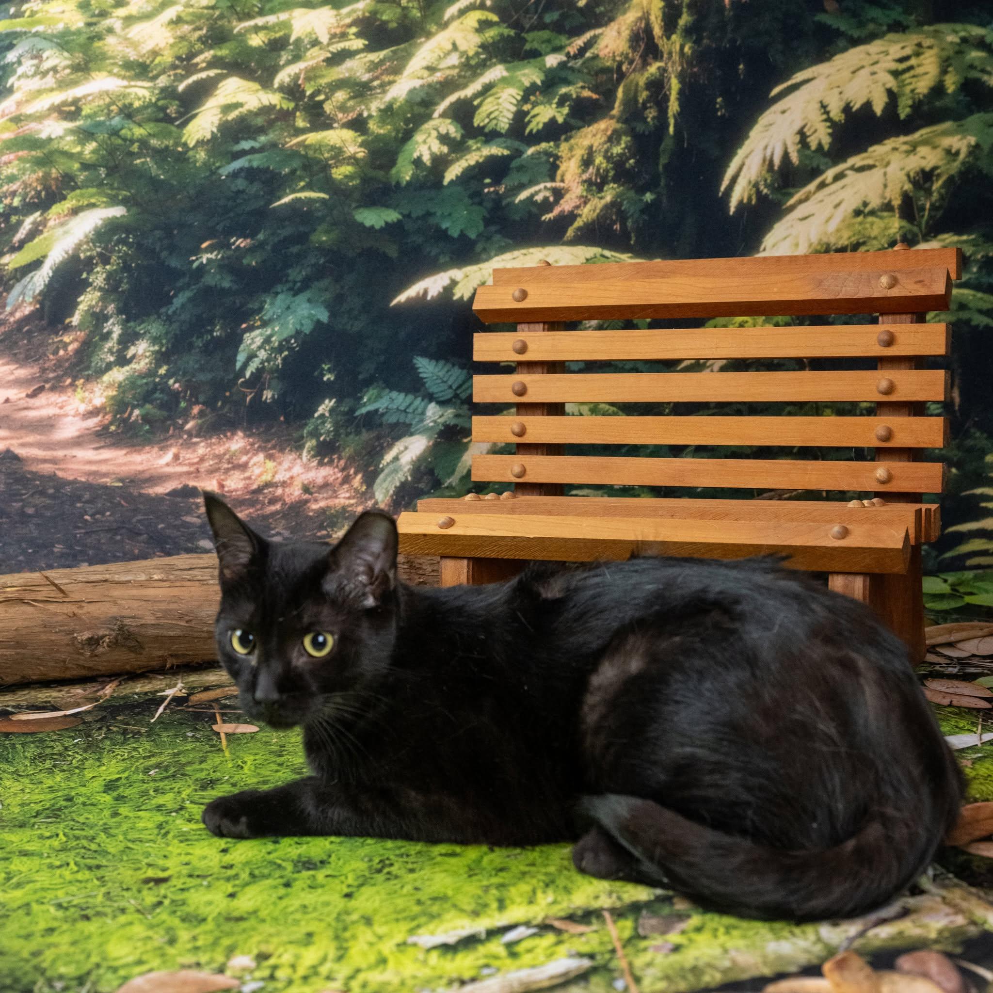 Panther, a ADOPTABLE Domestic Short Hair in Lapeer, MI image 3/4