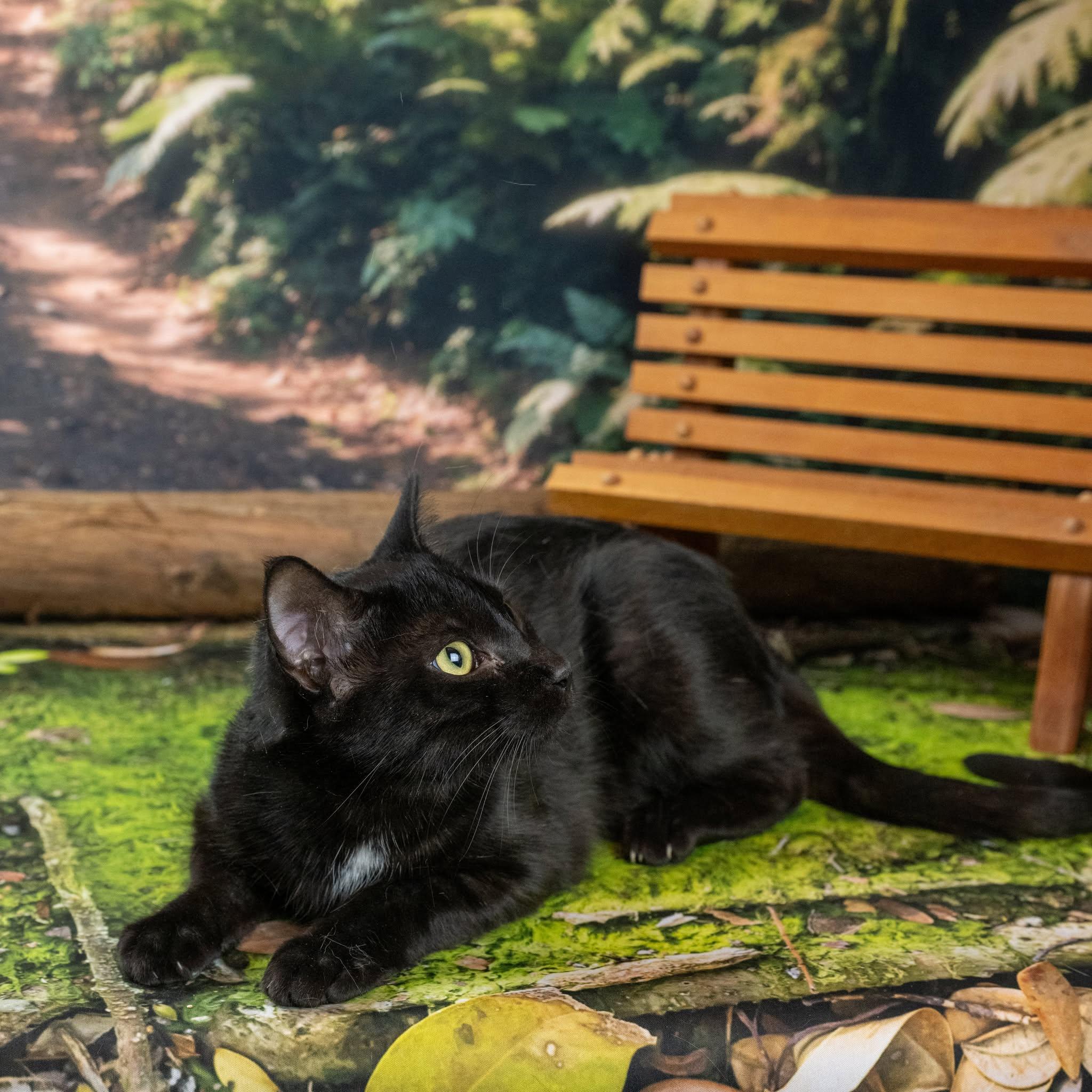 Panther, a ADOPTABLE Domestic Short Hair in Lapeer, MI image 4/4