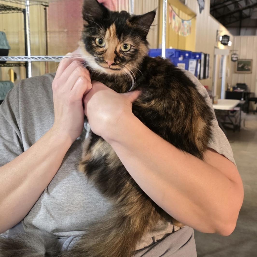 Enlarge Cappuccino, an adopted Calico in Bentonville, AR image 1/1