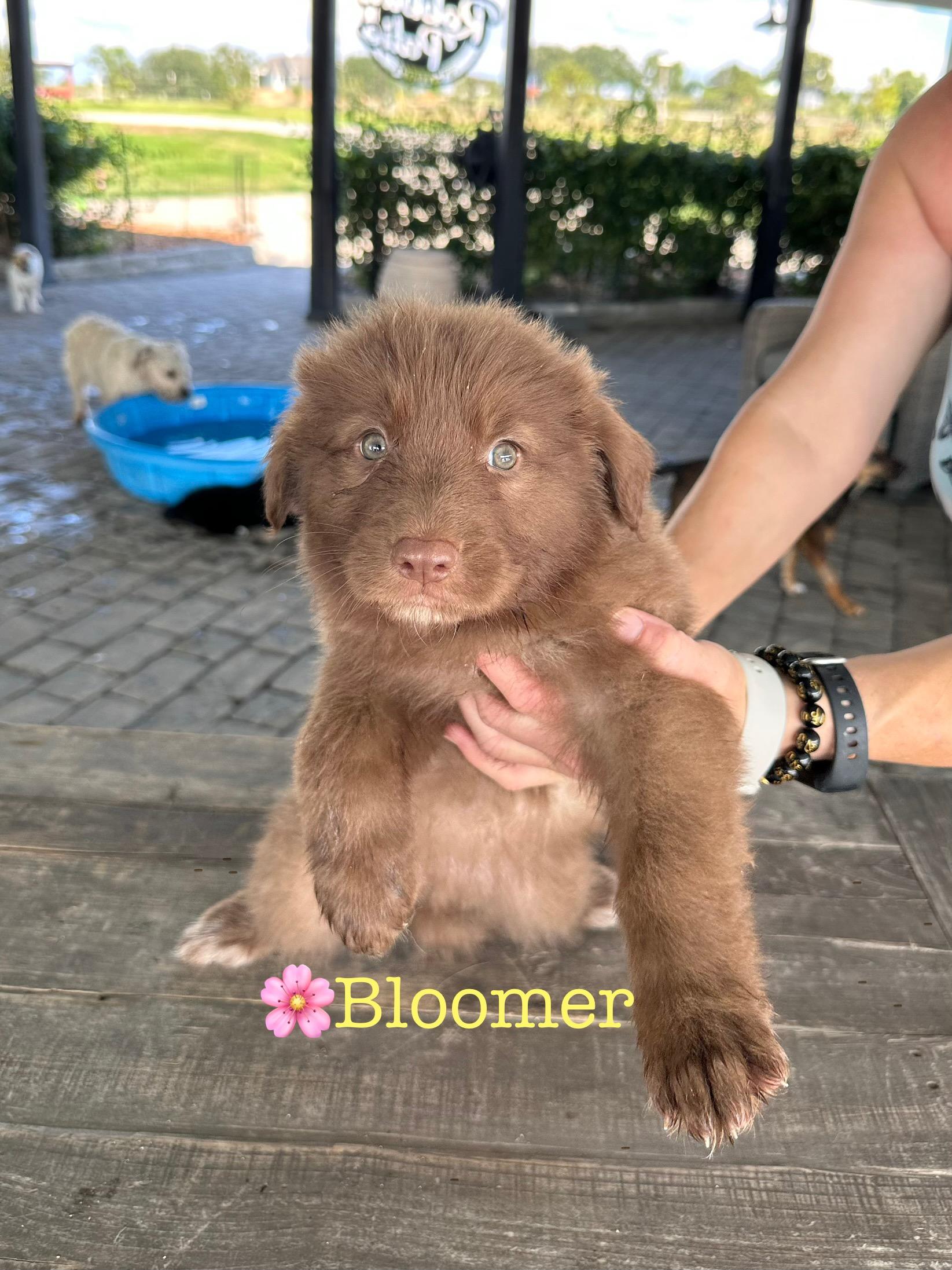 Bloomer