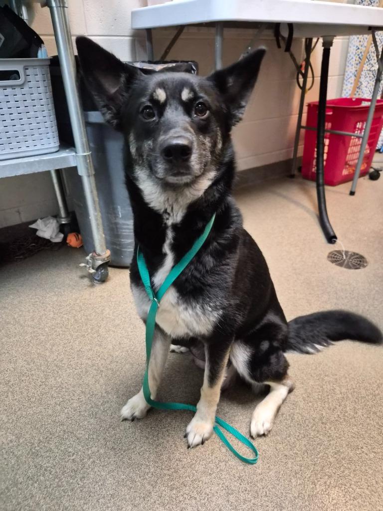 Oopsie, Adoptable, Young Female Mixed Breed.