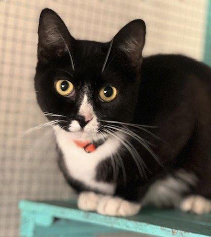 Panda, Adult Female Domestic Short Hair