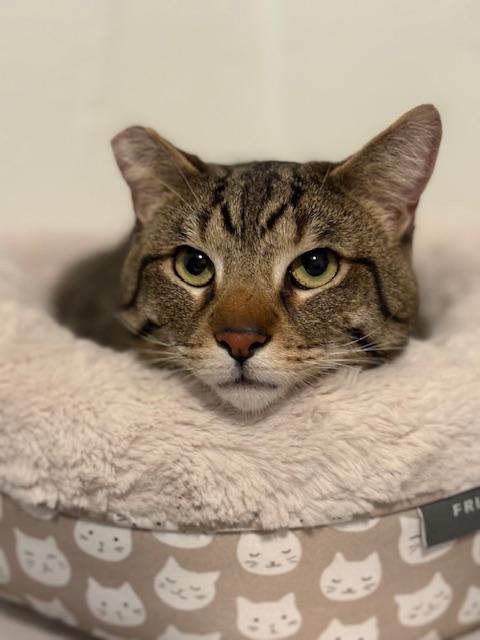 Enlarge Scooter, a Adoptable Domestic Short Hair in Carson City, NV image 1/1