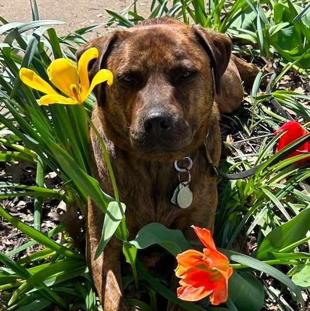Enlarge Lucy, an adopted Mountain Cur in Pittsburg, PA image 2/6