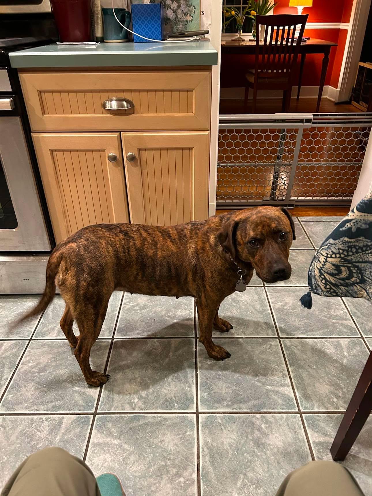 Enlarge Lucy, an adopted Mountain Cur in Pittsburg, PA image 6/6