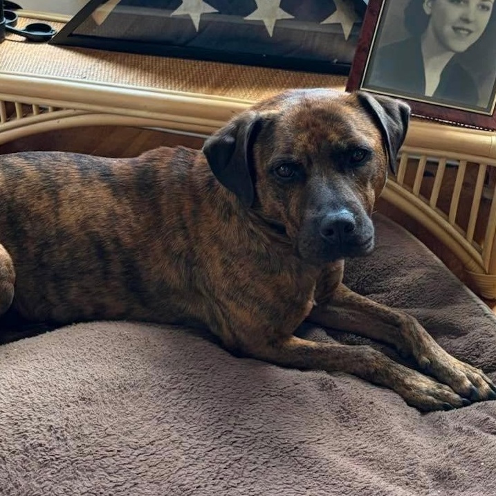 Lucy, adopted, Adult Female Mountain Cur.