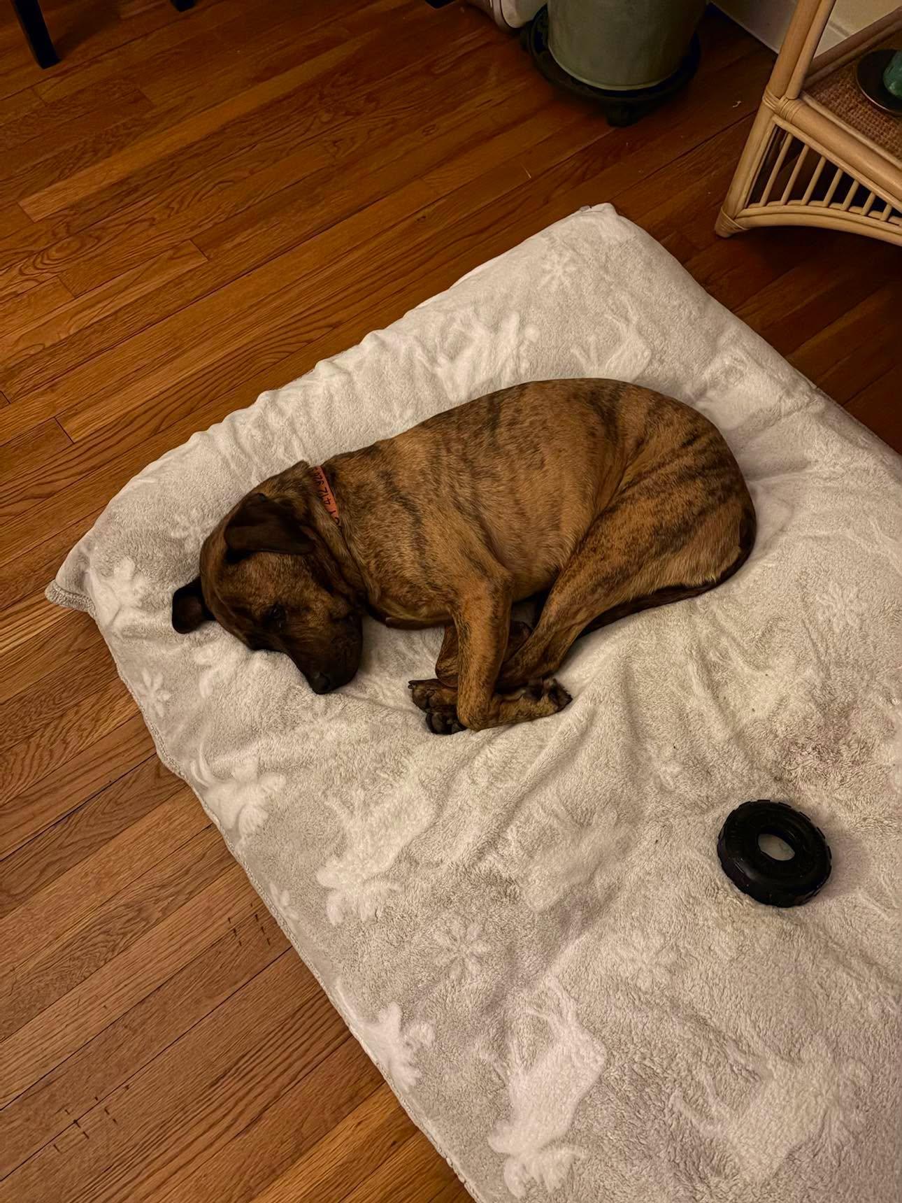 Enlarge Lucy, an adopted Mountain Cur in Pittsburg, PA image 5/6