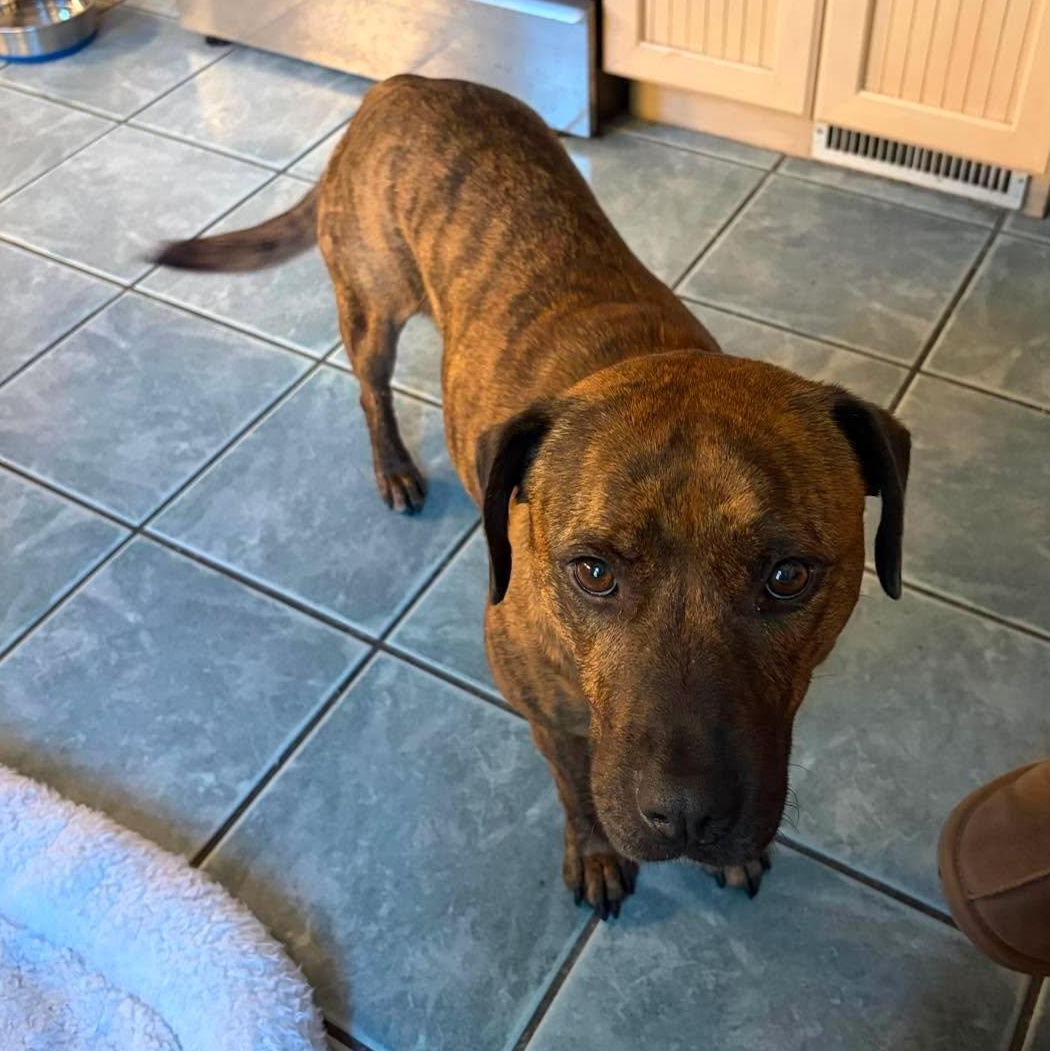 Enlarge Lucy, an adopted Mountain Cur in Pittsburg, PA image 3/6