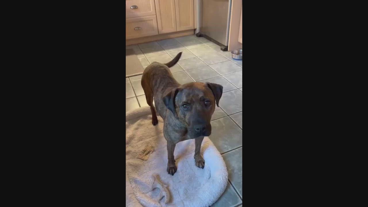 Enlarge Lucy, an adopted Mountain Cur in Pittsburg, PA video 4/6