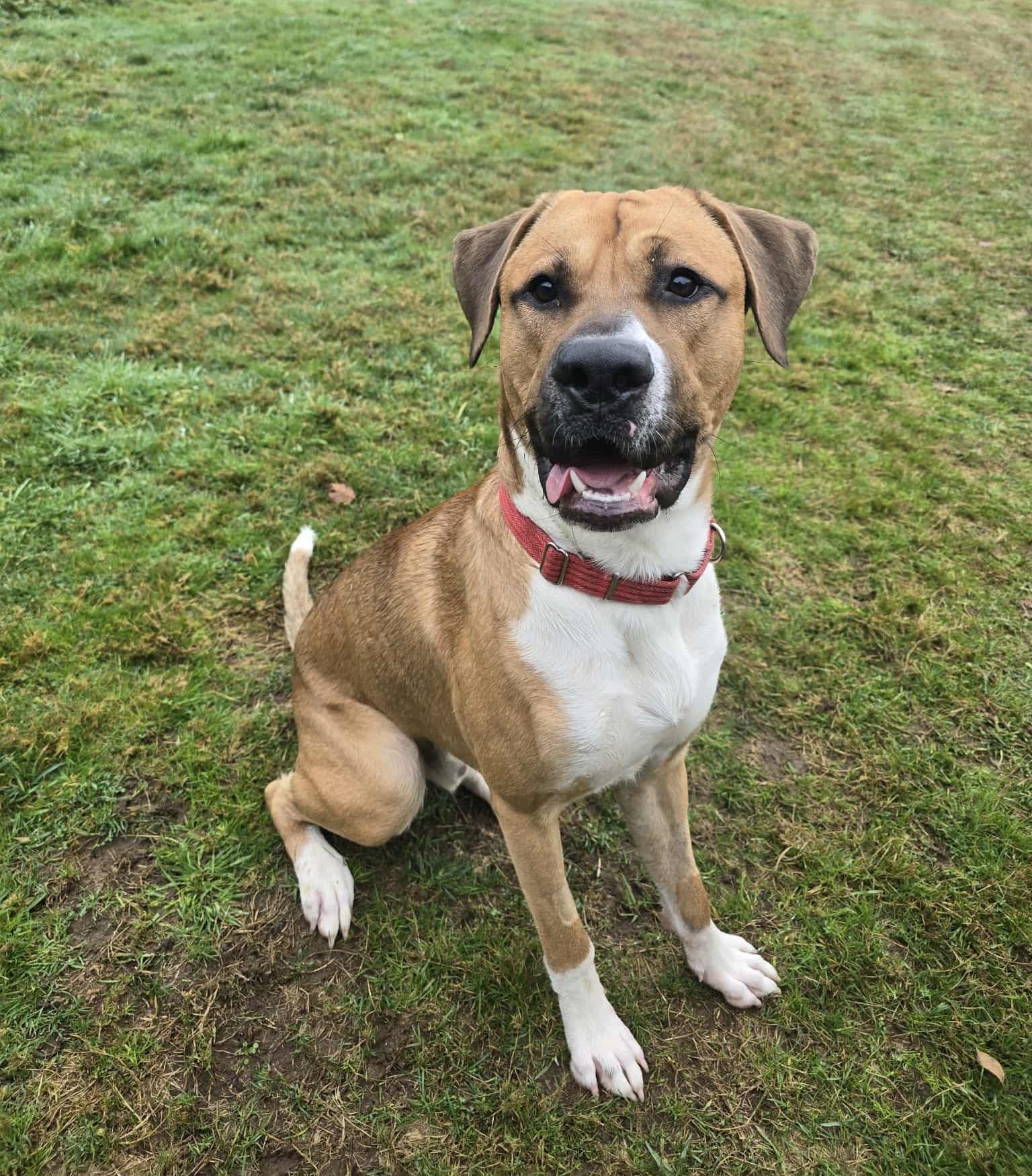 Enlarge Socks, a Adoptable Boxer in Stanwood, WA image 1/3