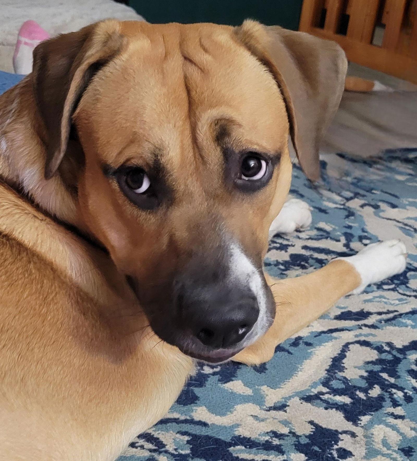 Enlarge Socks, a Adoptable Boxer in Stanwood, WA image 2/3