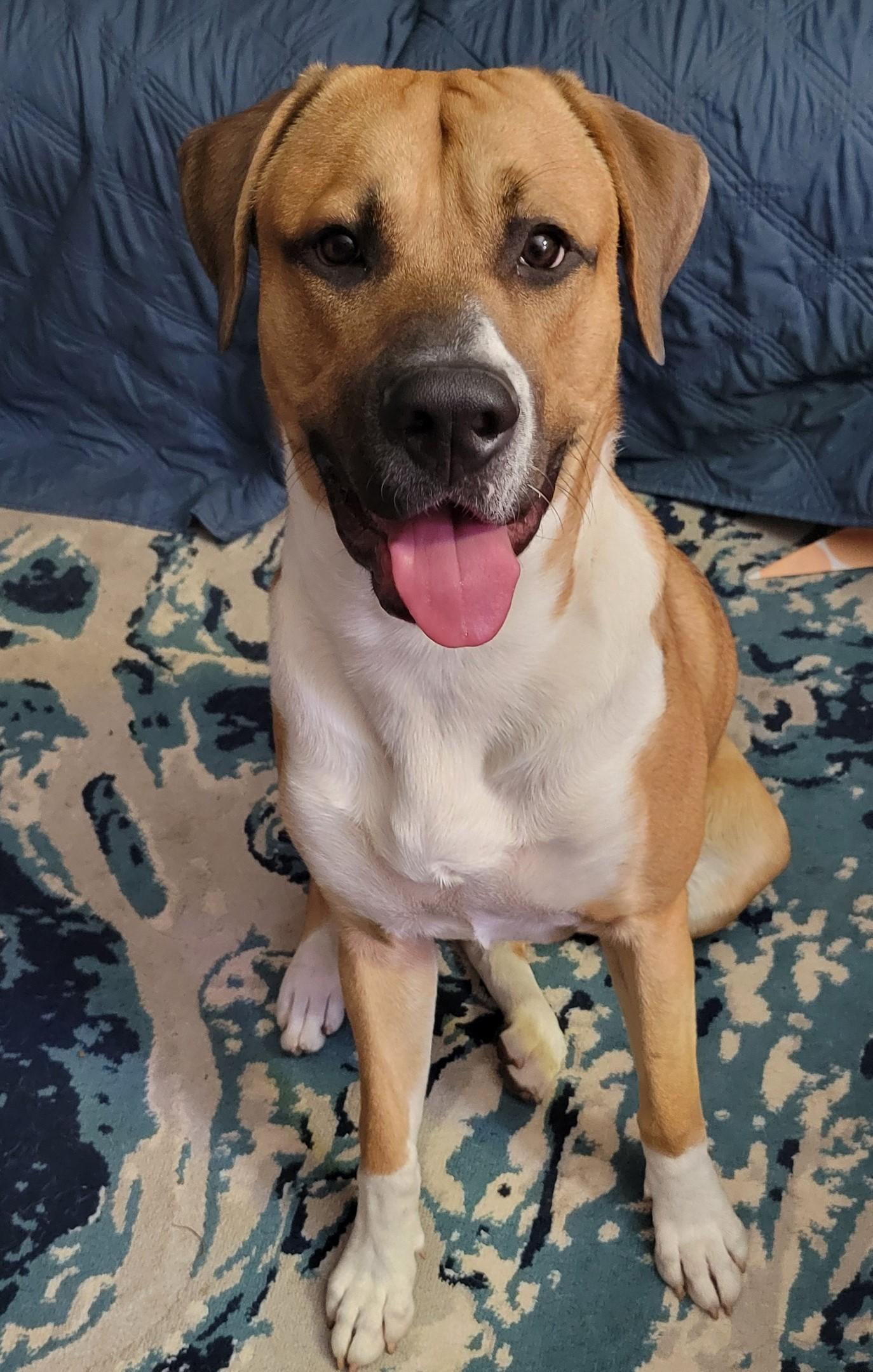 Enlarge Socks, a Adoptable Boxer in Stanwood, WA image 3/3