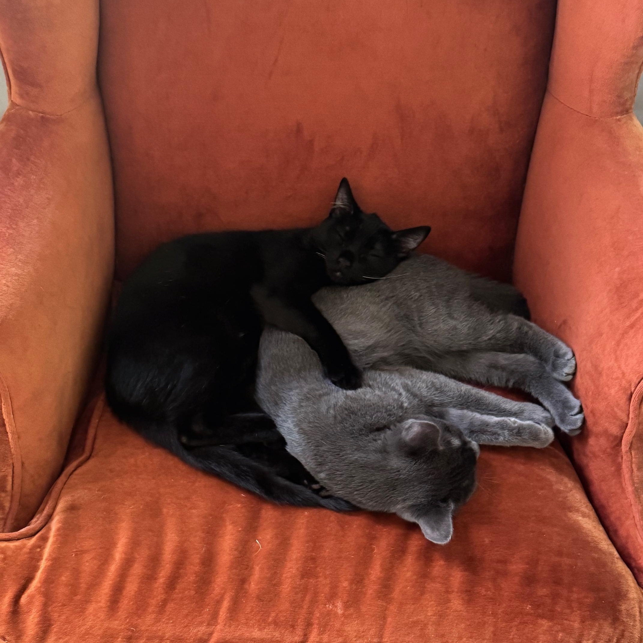 Enlarge Chris “Q” Todd, an adopted Domestic Short Hair in Los Angeles, CA image 2/6