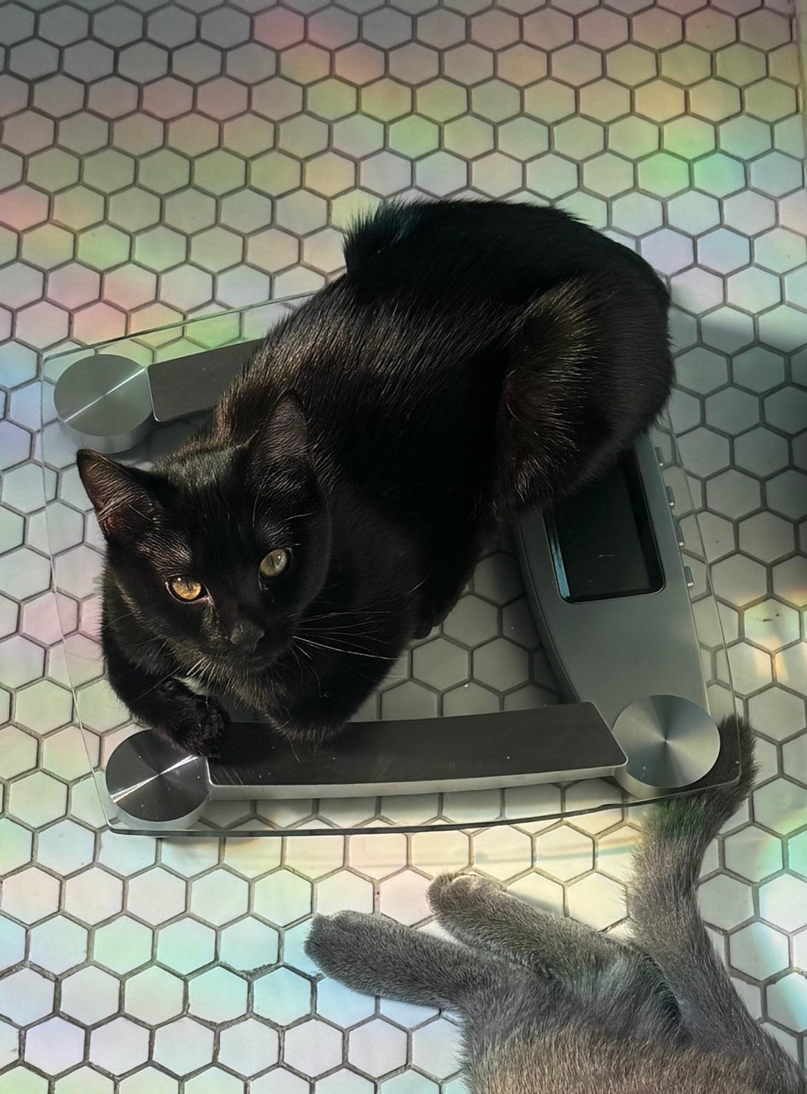 Enlarge Chris “Q” Todd, an adopted Domestic Short Hair in Los Angeles, CA image 3/6