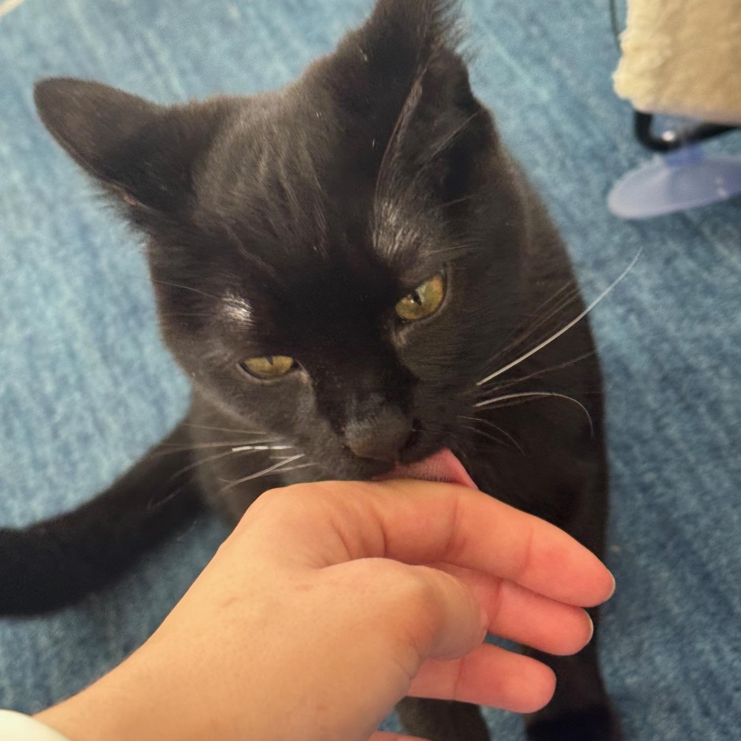 Enlarge Chris “Q” Todd, an adopted Domestic Short Hair in Los Angeles, CA image 4/6