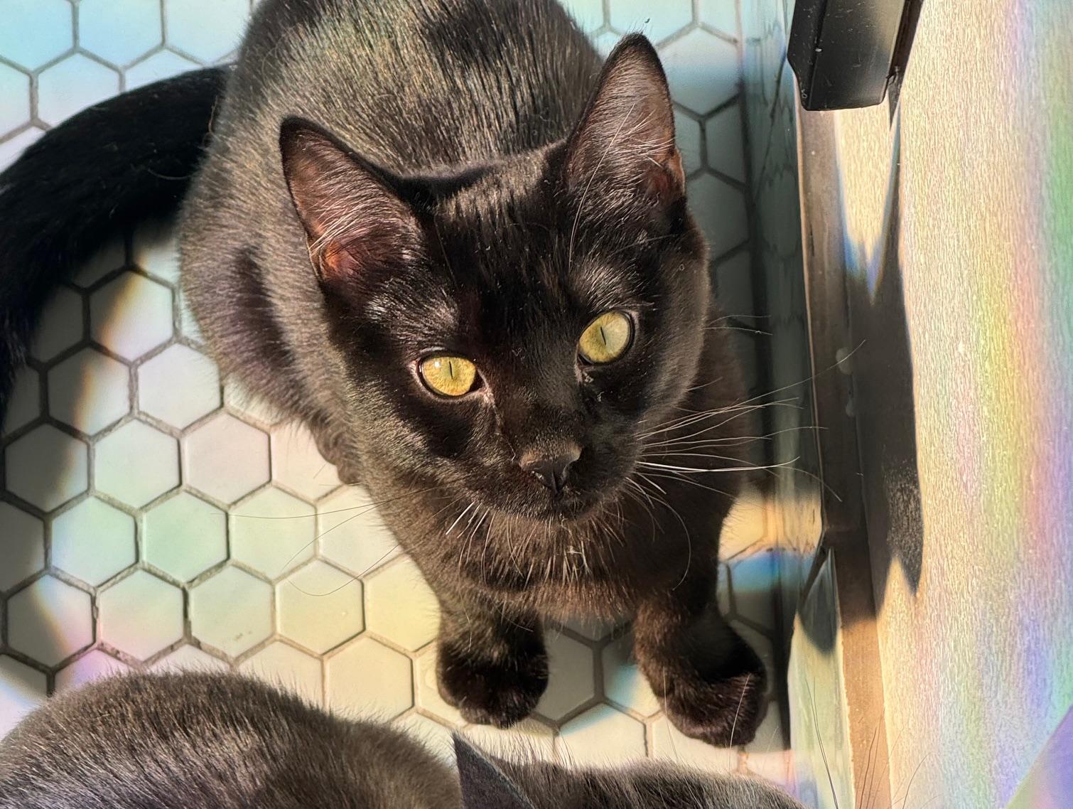 Enlarge Chris “Q” Todd, an adopted Domestic Short Hair in Los Angeles, CA image 5/6