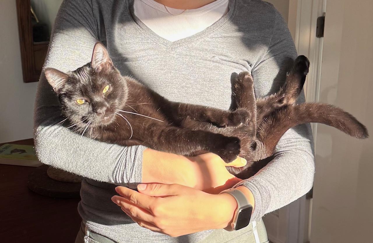 Chris “Q” Todd, adopted, Kitten Male Domestic Short Hair.