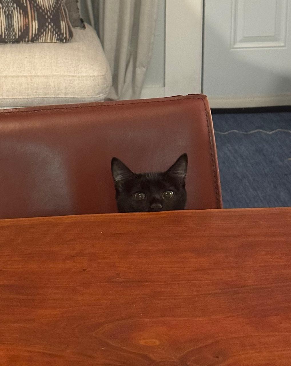 Enlarge Chris “Q” Todd, an adopted Domestic Short Hair in Los Angeles, CA image 6/6