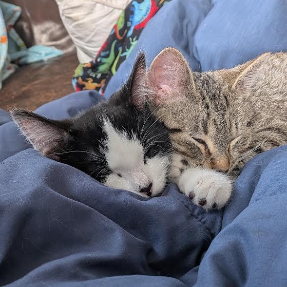 Holstein and Sushi (bonded pair)