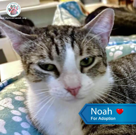 Enlarge Noah, a Adoptable Domestic Short Hair in Miami, FL image 3/4