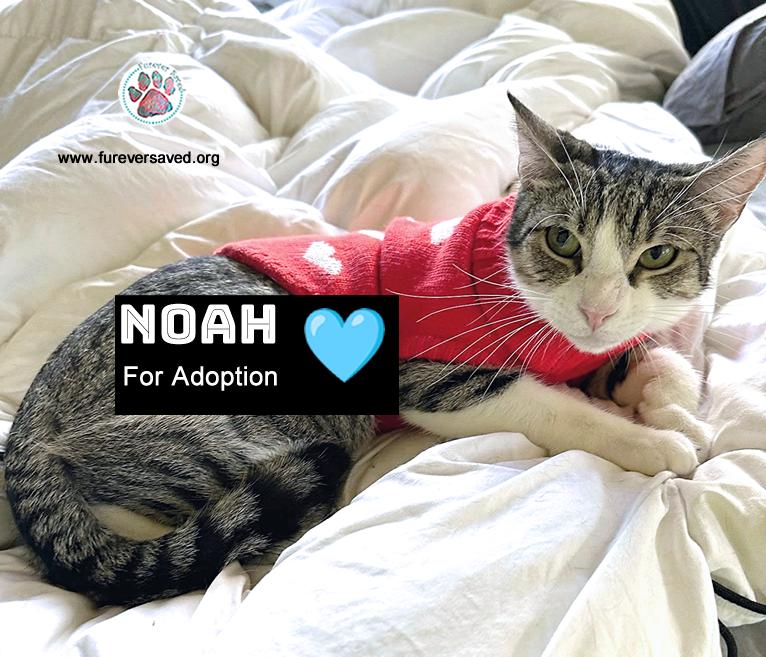 Enlarge Noah, a Adoptable Domestic Short Hair in Miami, FL image 2/4