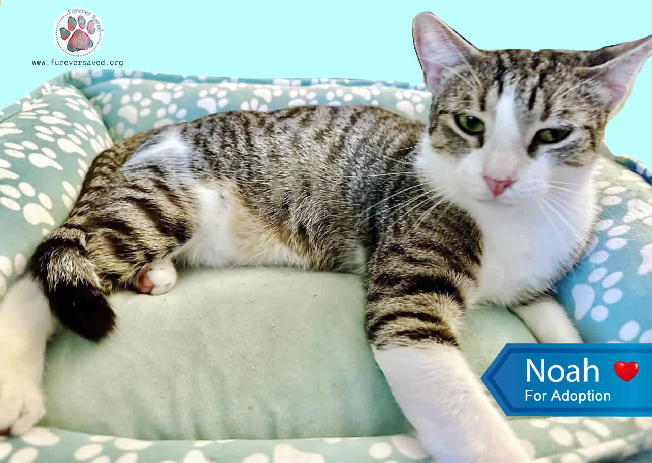 Enlarge Noah, a Adoptable Domestic Short Hair in Miami, FL image 4/4