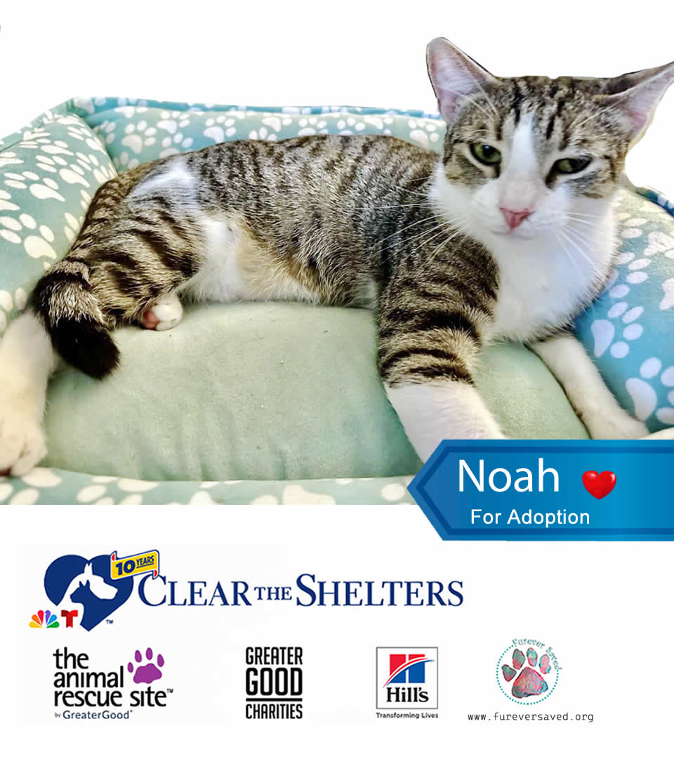 Enlarge Noah, a Adoptable Domestic Short Hair in Miami, FL image 1/4