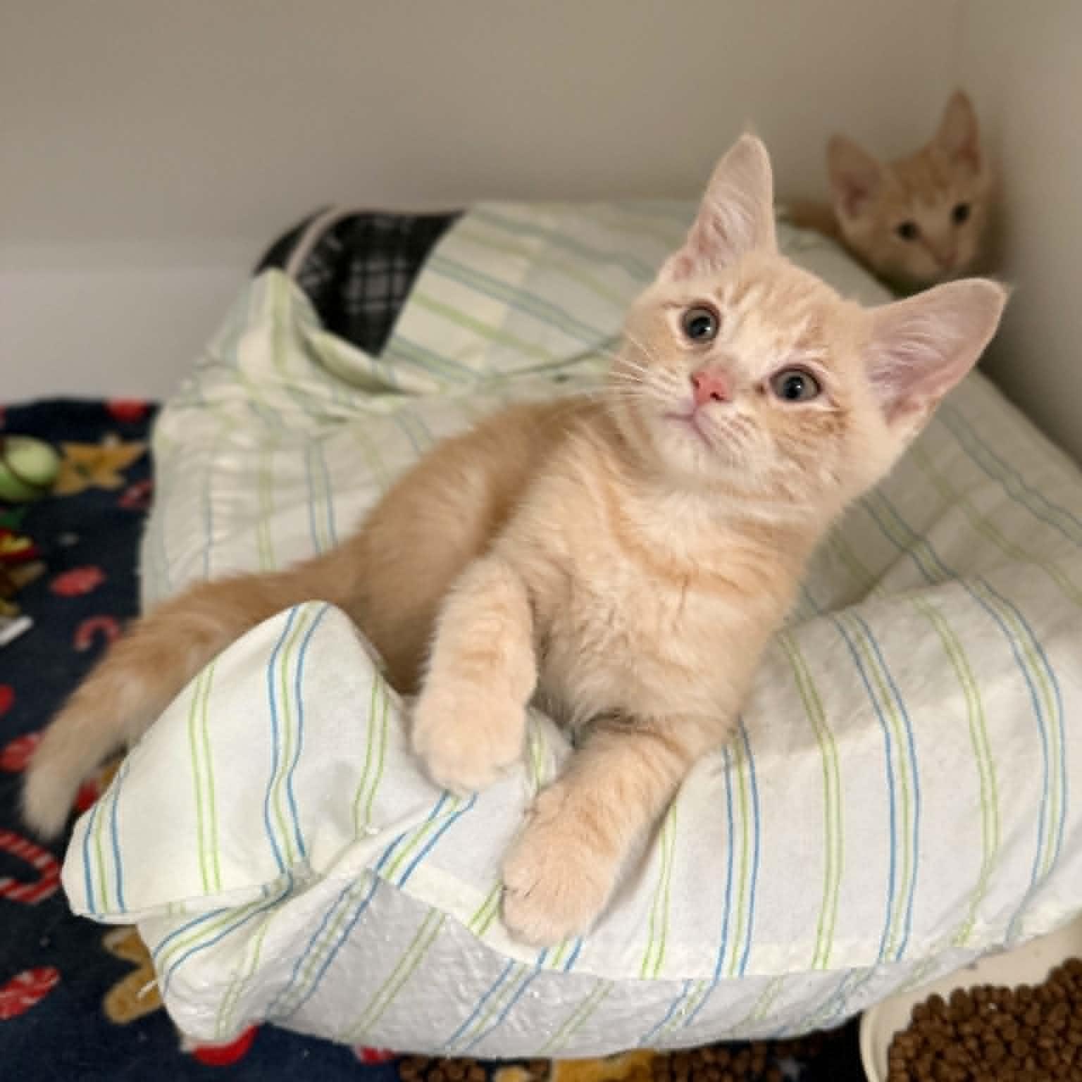 Bobby, a ADOPTABLE mixed breed in Penn Yan, NY image 3/3