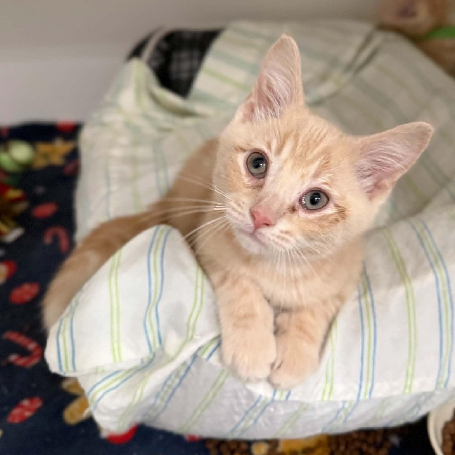 Bobby, ADOPTABLE, Kitten Male Domestic Short Hair.