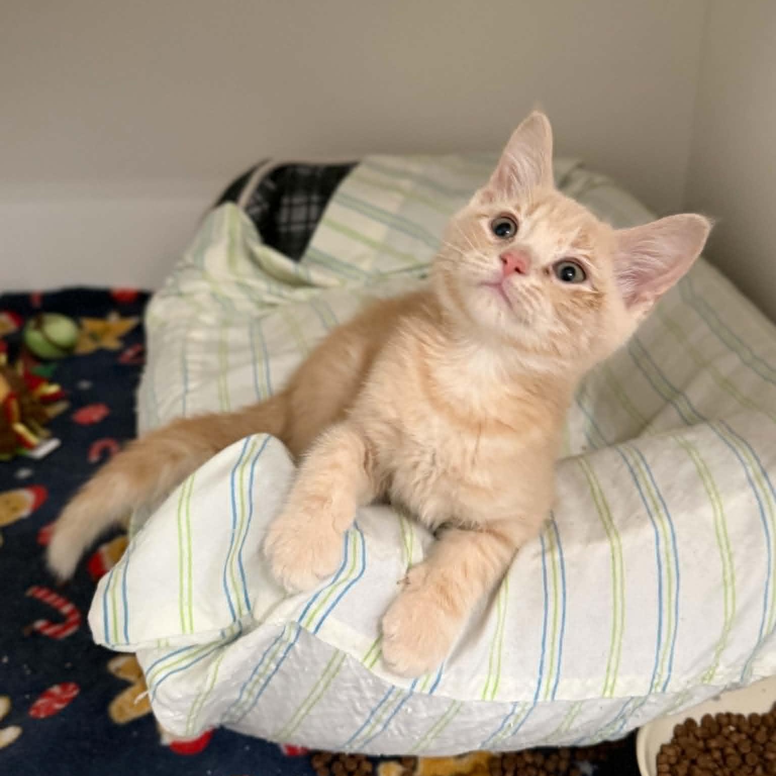 Bobby, a ADOPTABLE mixed breed in Penn Yan, NY image 2/3