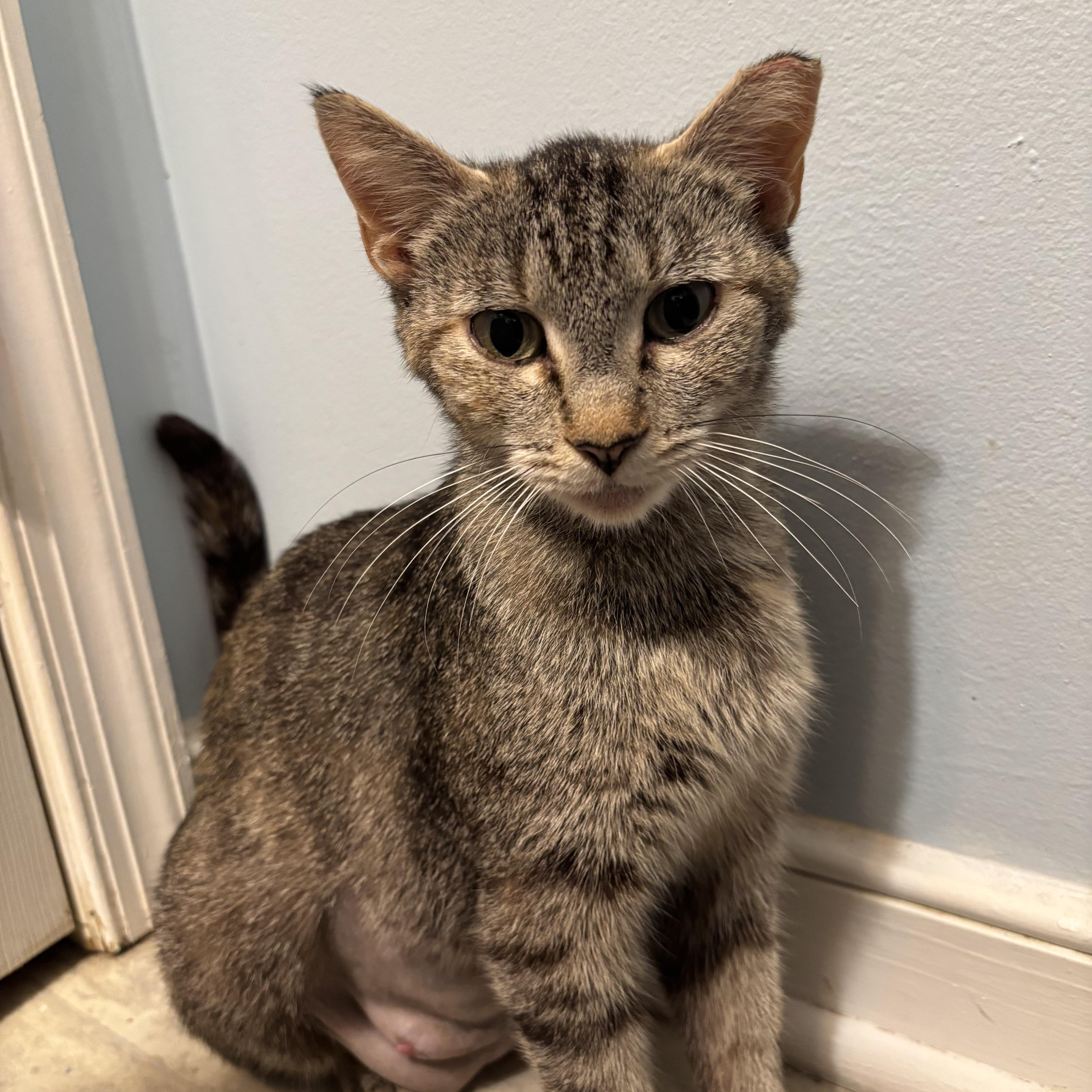 Mama Mona, a ADOPTABLE American Shorthair in North Chesterfield, VA image 2/2
