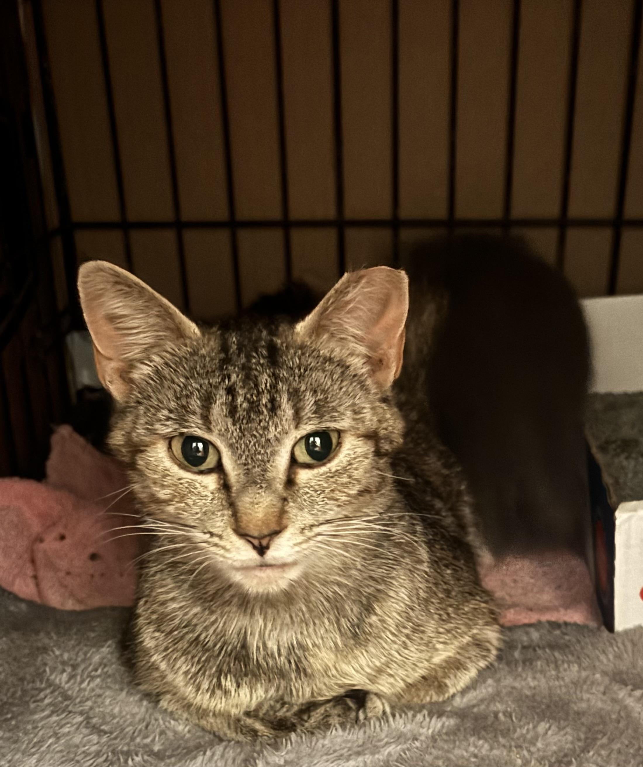 Mama Mona, a ADOPTABLE American Shorthair in North Chesterfield, VA image 1/2