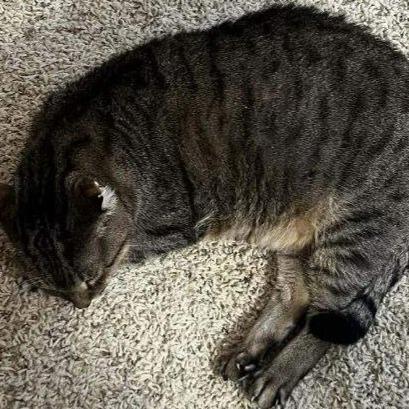 Buddy, Adoptable, Senior Male American Shorthair.