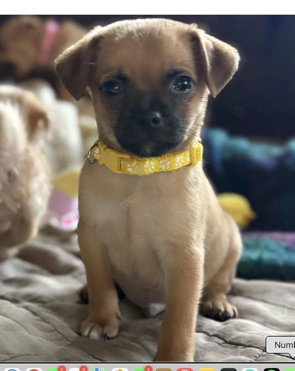 Enlarge Berlioz, a Adoptable Mixed Breed in Los Angeles, CA image 1/1