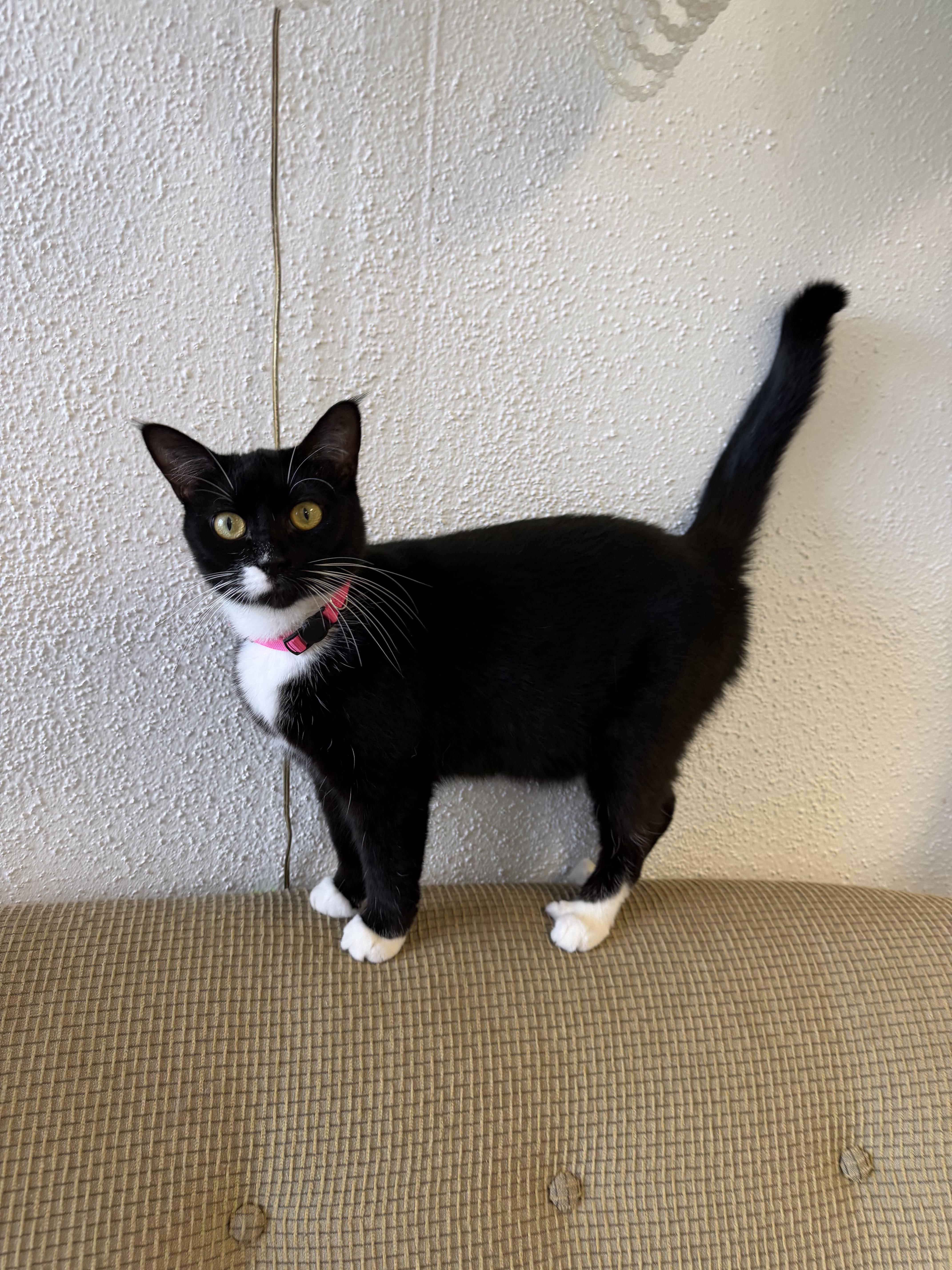 Enlarge Mittens, a Adoptable Tuxedo in Broken Arrow, OK image 3/3