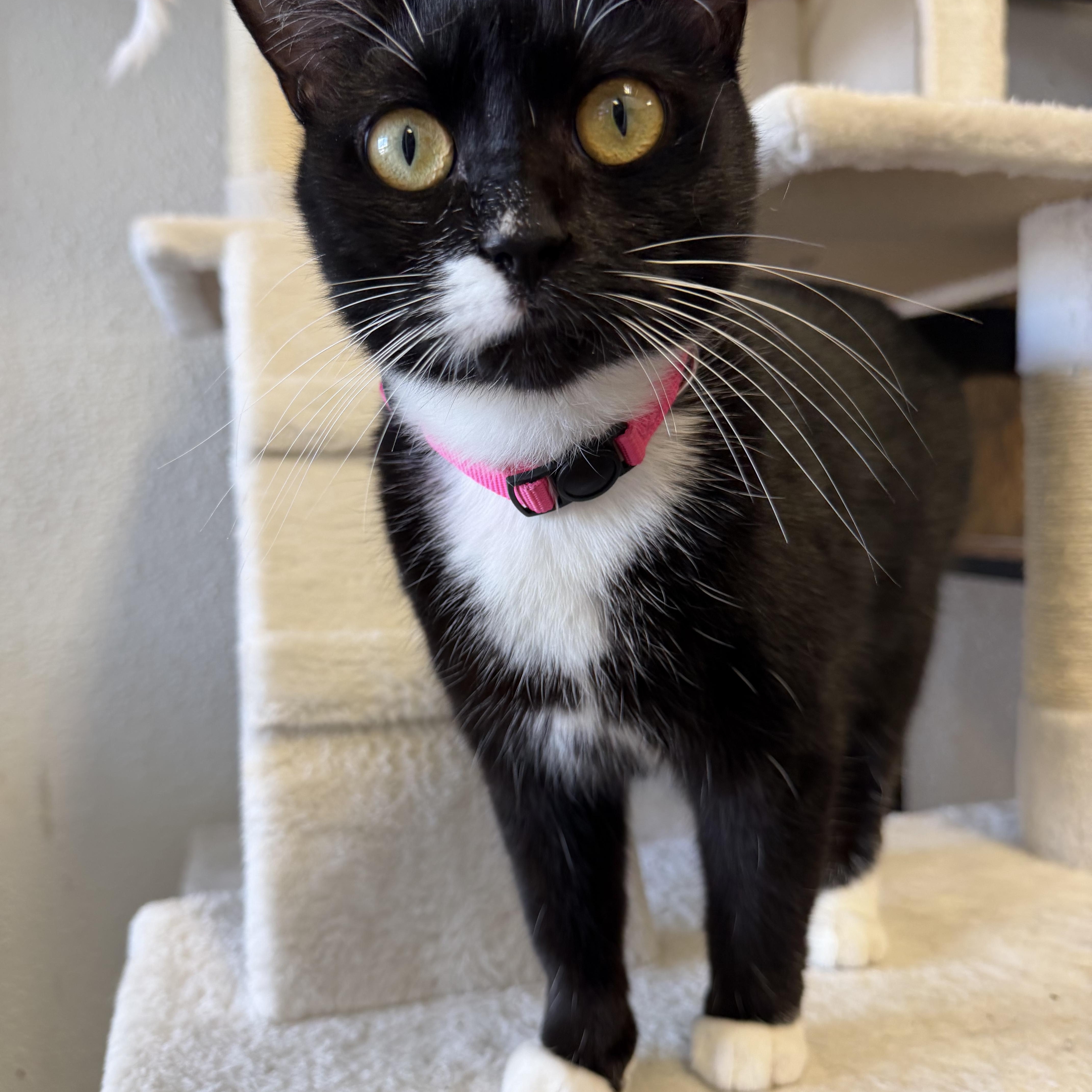 Mittens, Adoptable, Adult Female Tuxedo.