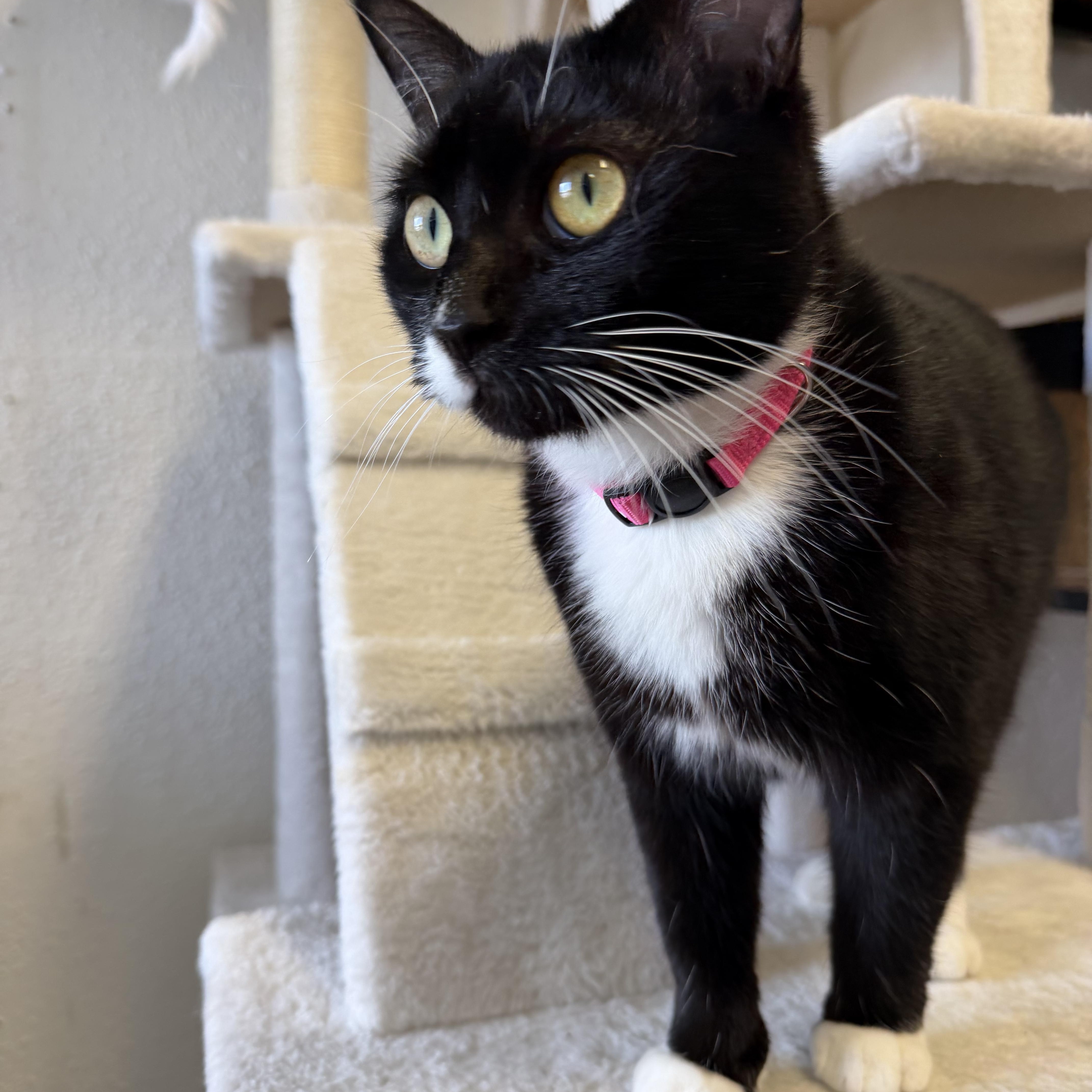 Enlarge Mittens, a Adoptable Tuxedo in Broken Arrow, OK image 2/3