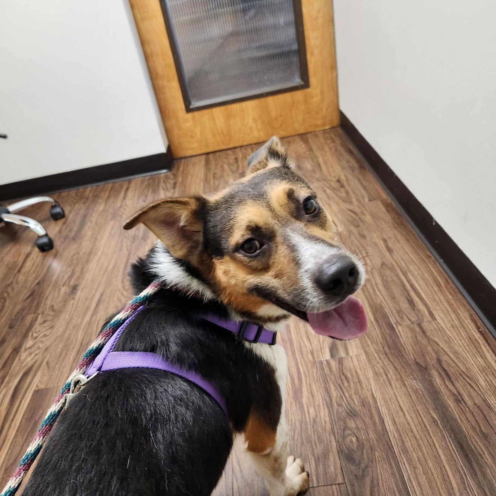 Enlarge Kirk, a Adopted mixed breed in Dallas, TX image 1/3