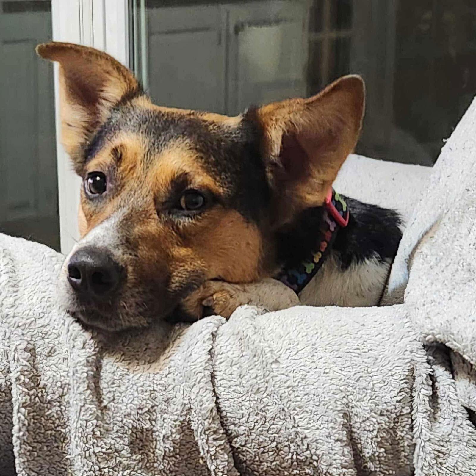 Enlarge Kirk, a Adopted mixed breed in Dallas, TX image 2/3