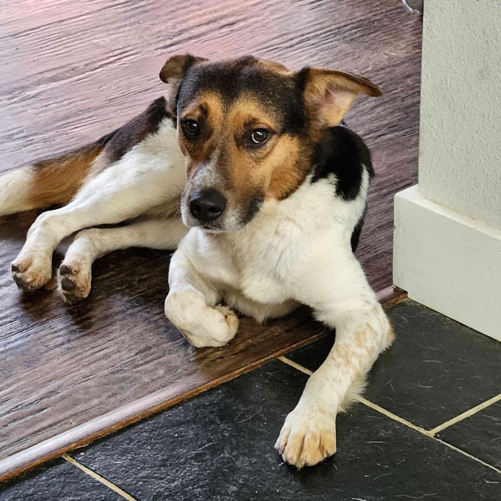 Enlarge Kirk, a Adopted mixed breed in Dallas, TX image 3/3