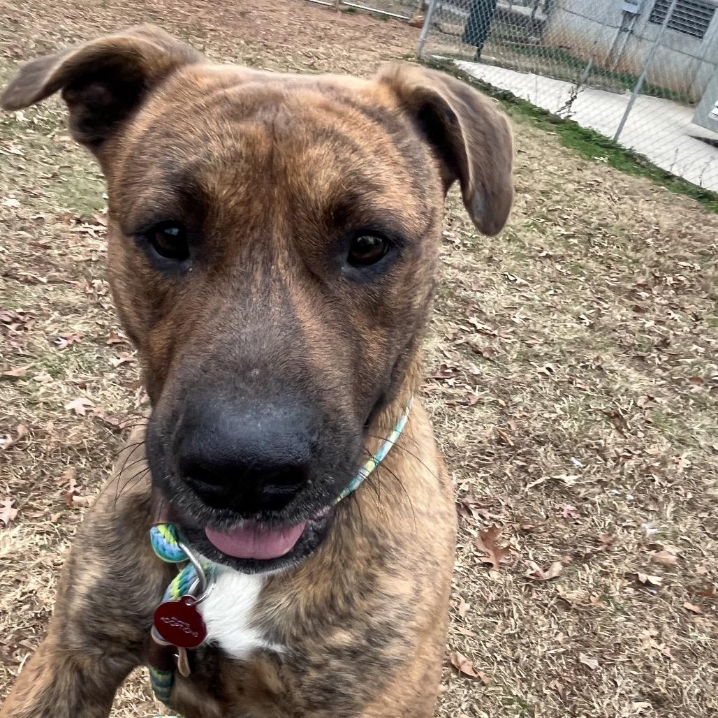 Enlarge Roman, a Adoptable American Staffordshire Terrier in Greenville, SC image 1/6