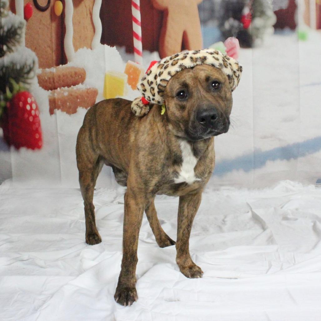 Enlarge Roman, a Adoptable American Staffordshire Terrier in Greenville, SC image 2/6