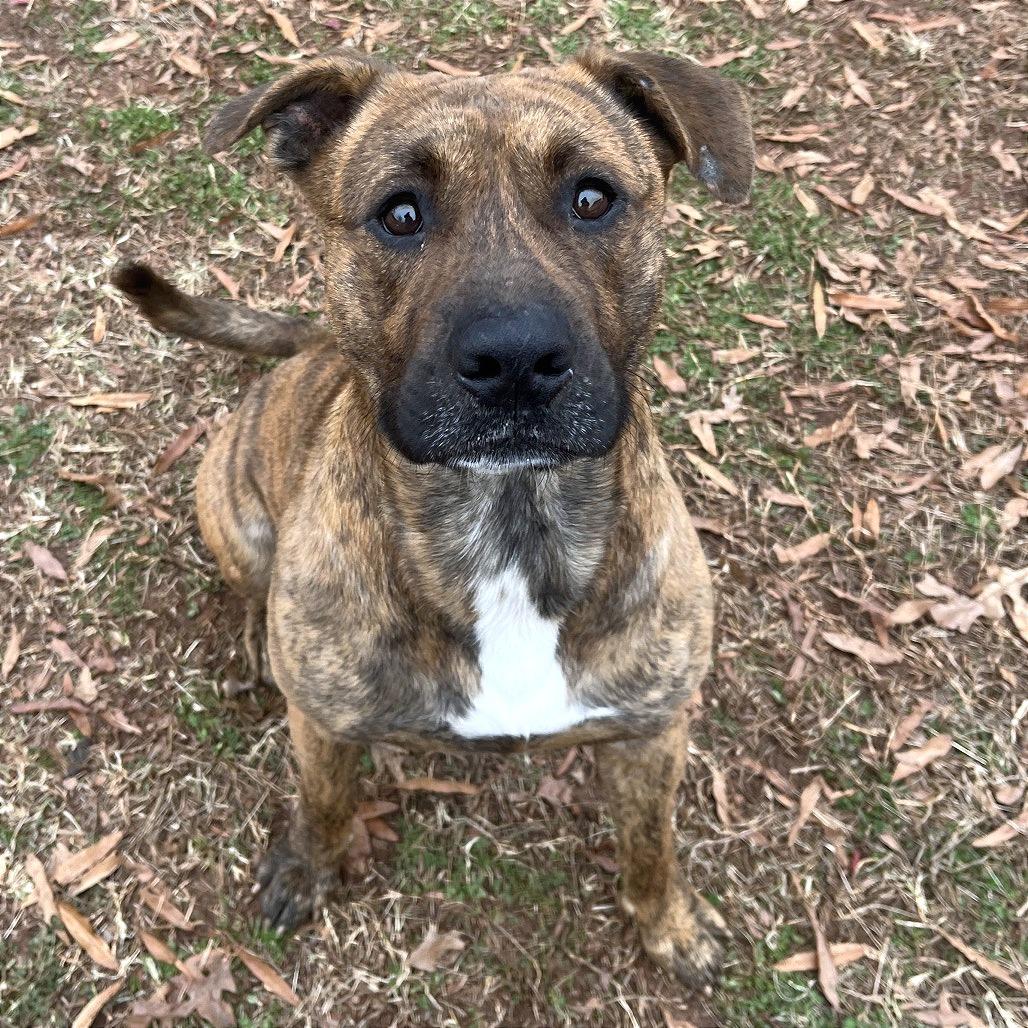Enlarge Roman, a Adoptable American Staffordshire Terrier in Greenville, SC image 4/6